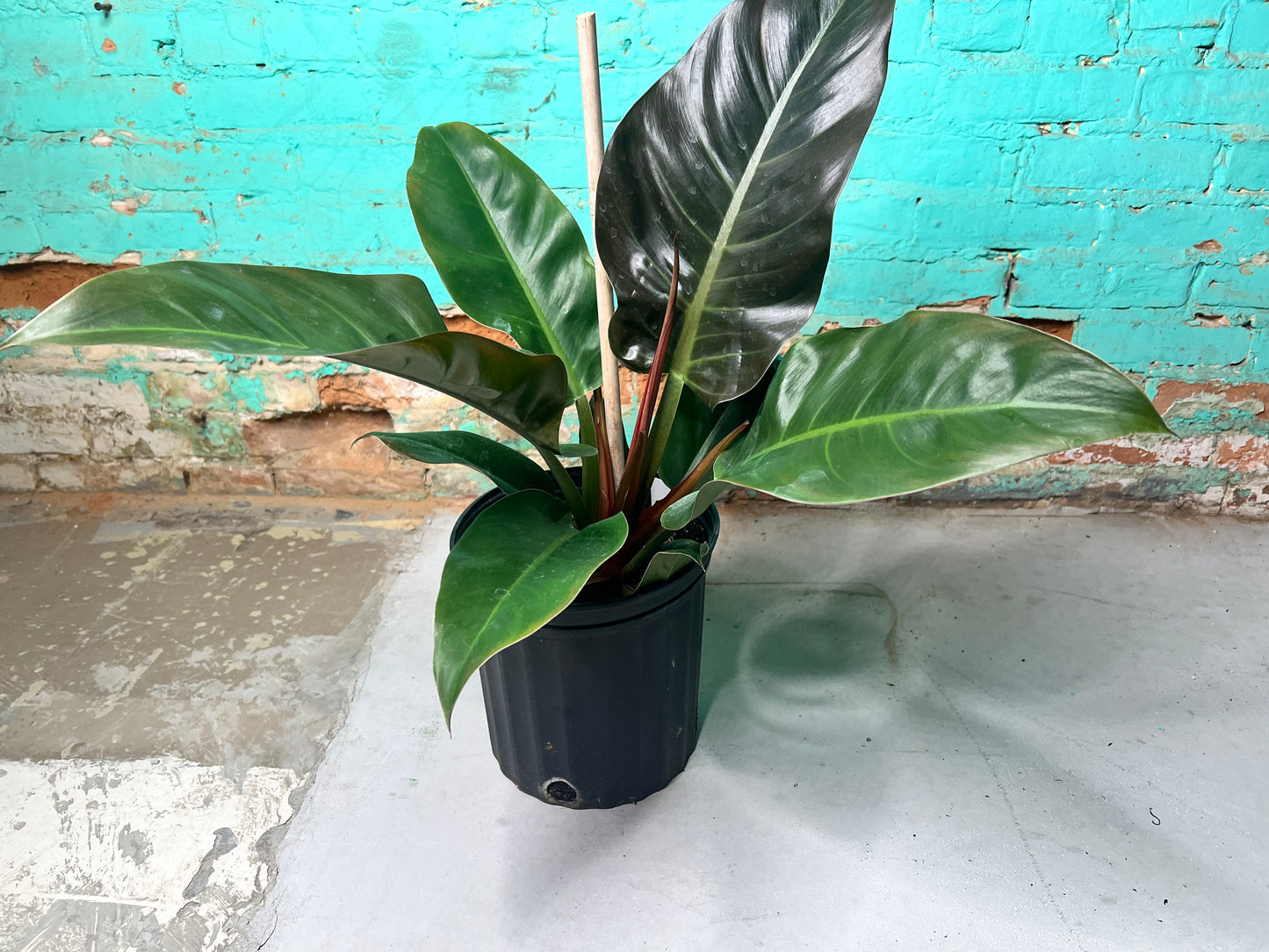 Philodendron Black Cardinal 10”