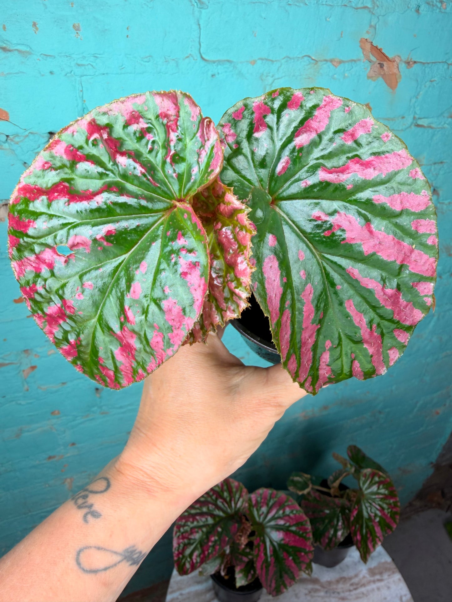 Begonia Rex “Brev Exotica”
