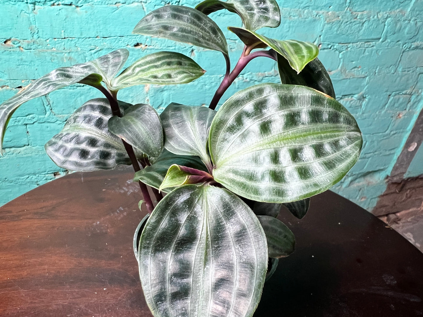 Geogenanthus Peoppigii 4”