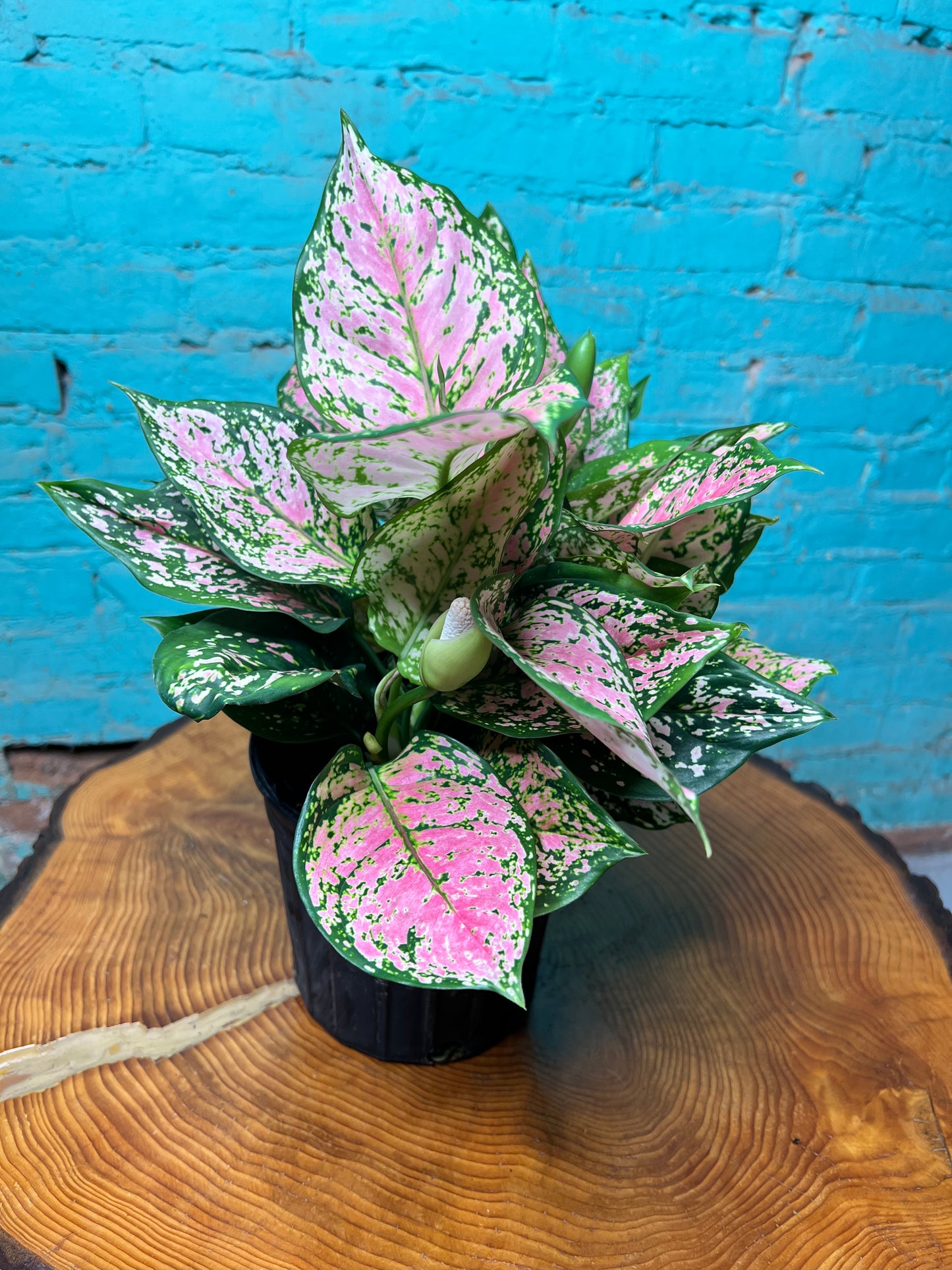 Aglaonema Wishes