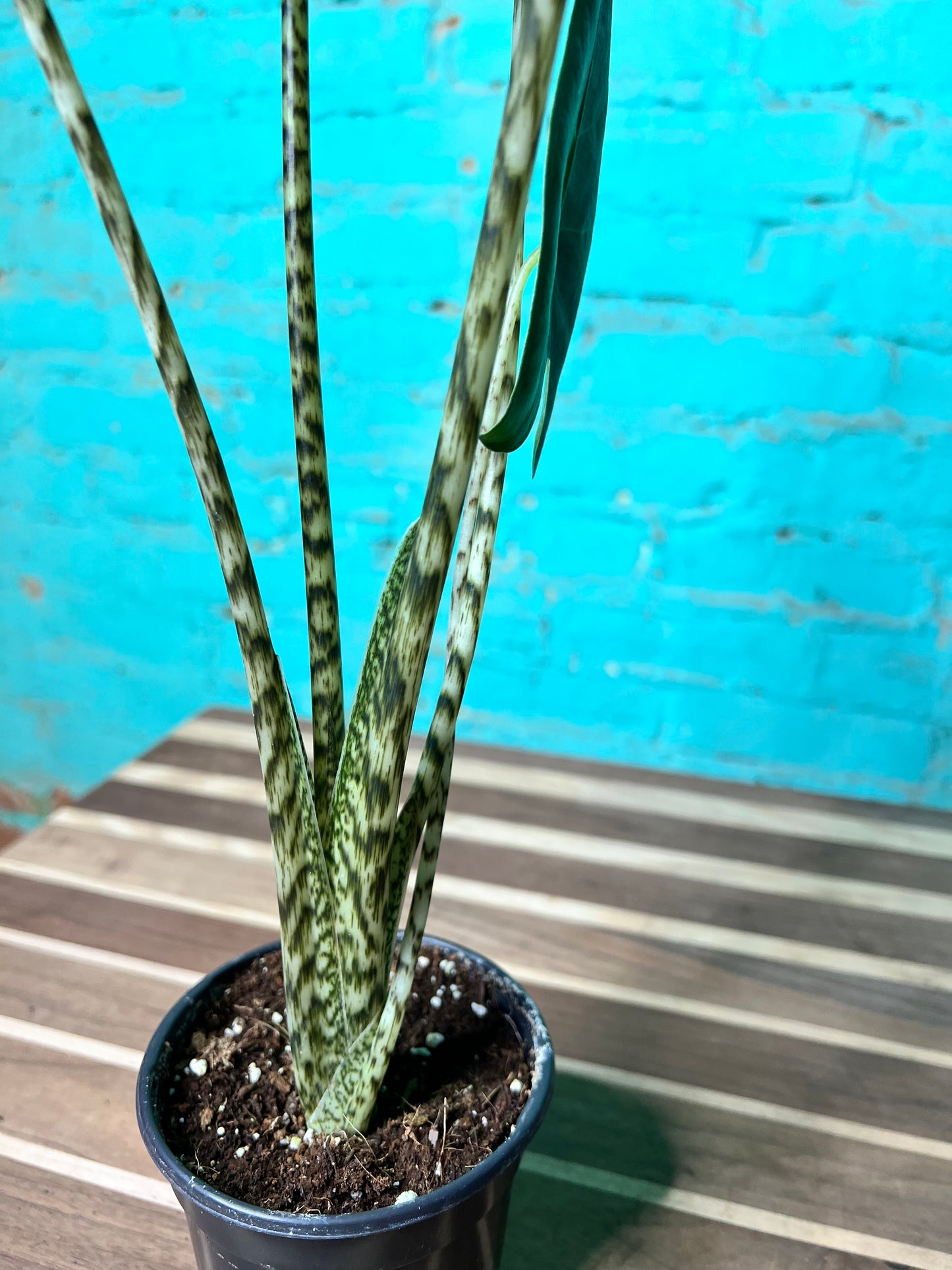 Alocasia-Zebrina 4”