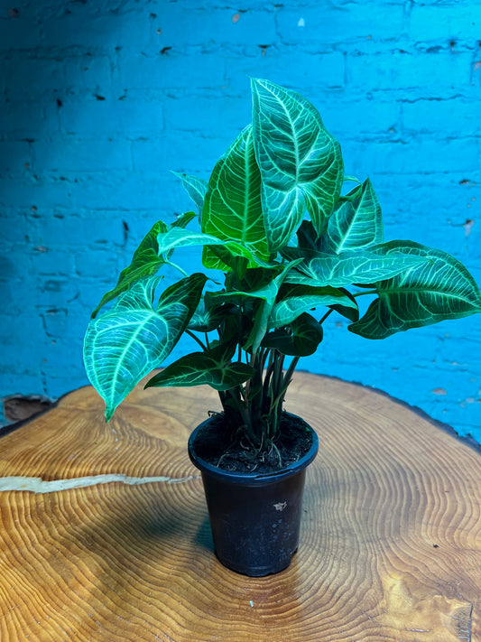 Syngonium Podophyllum