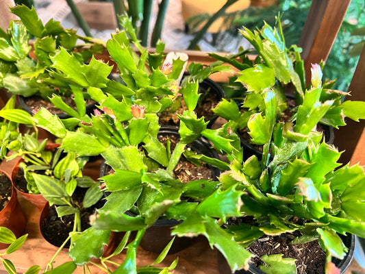 Christmas Cactus 4”