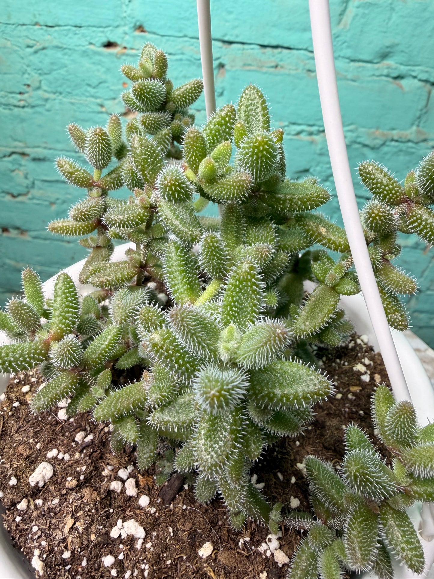 Pickle Plant 6” basket
