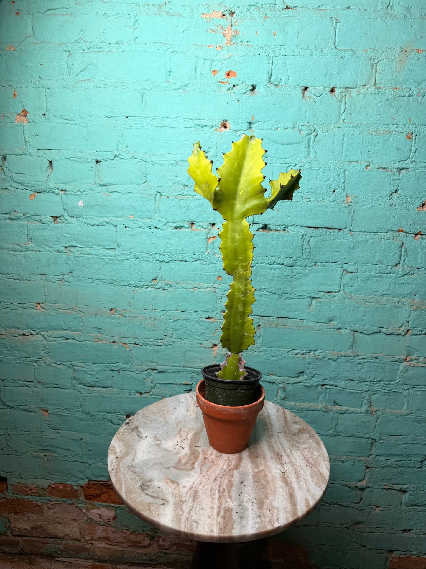 Euphorbia Trigonia “Green Dragon” 4”