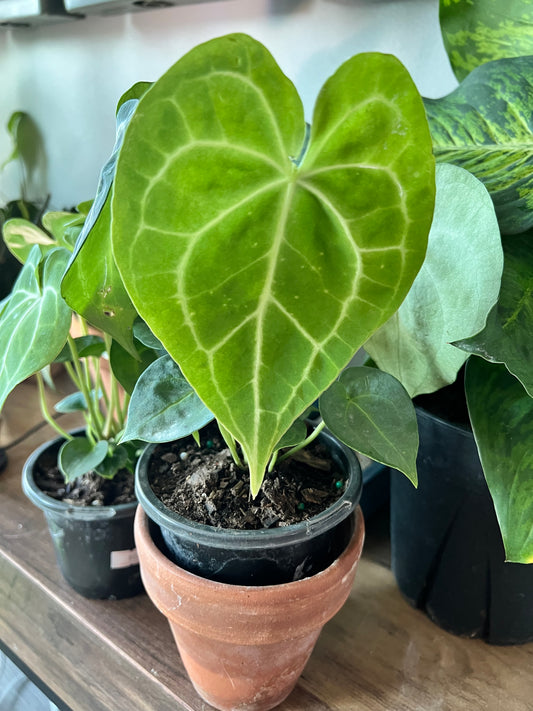 Anthurium Clarinervium King 4”