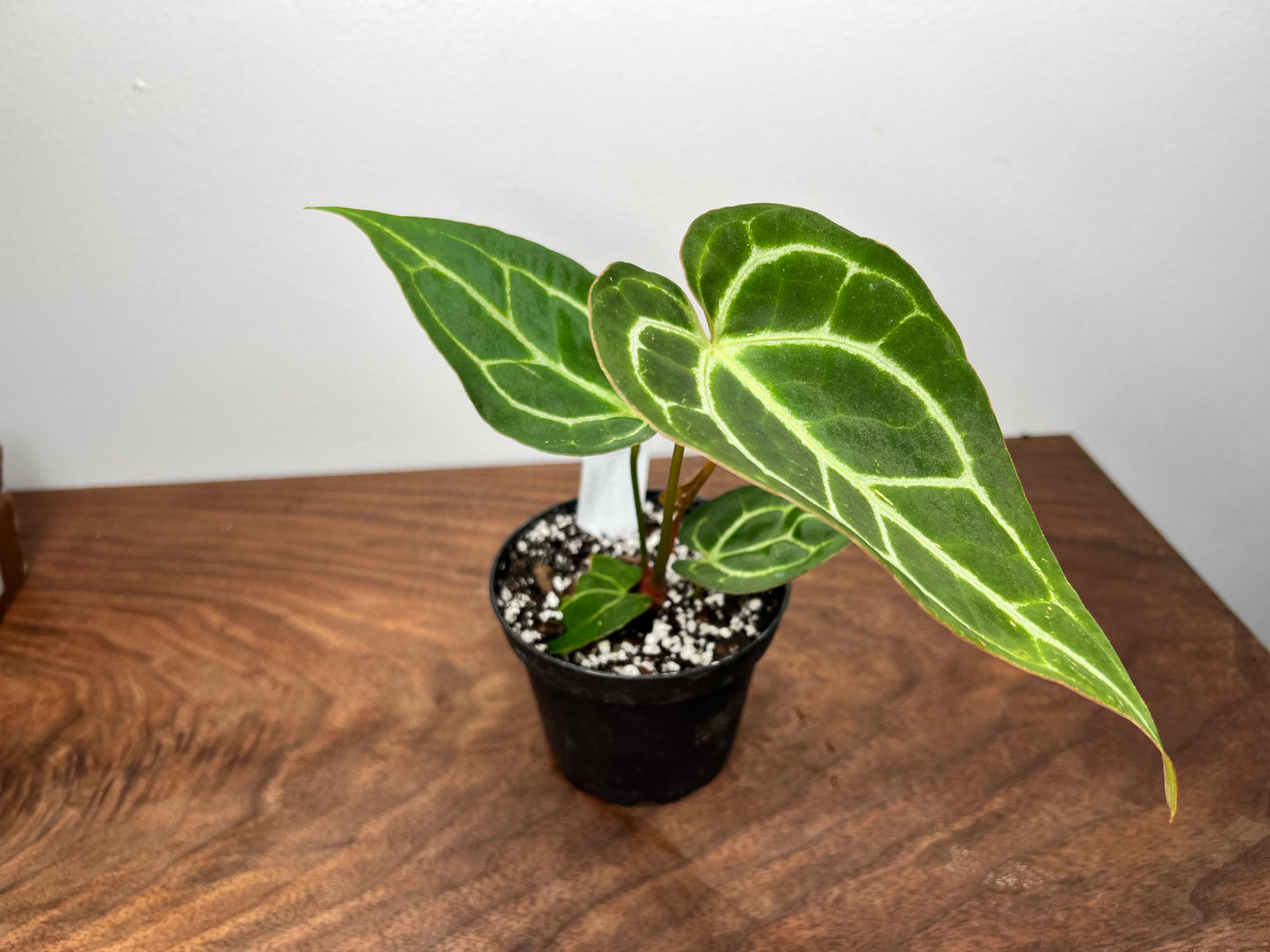 Anthurium Red Crystal Crystallinum 4”