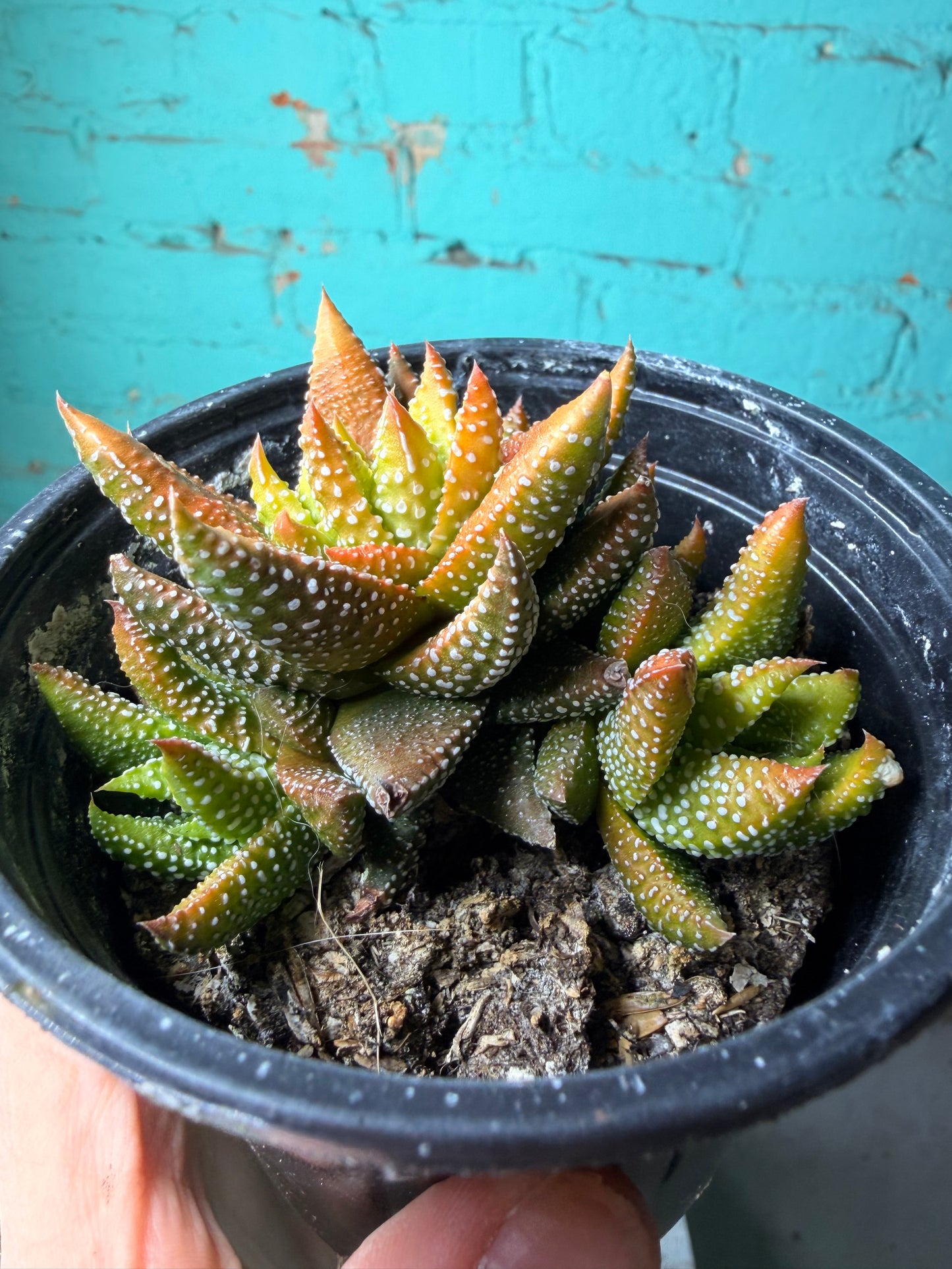 Gasteria Sunset 4”