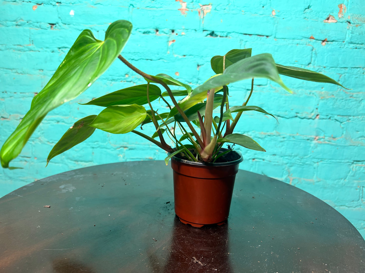 Philodendron Fuzzy Petiole 4”