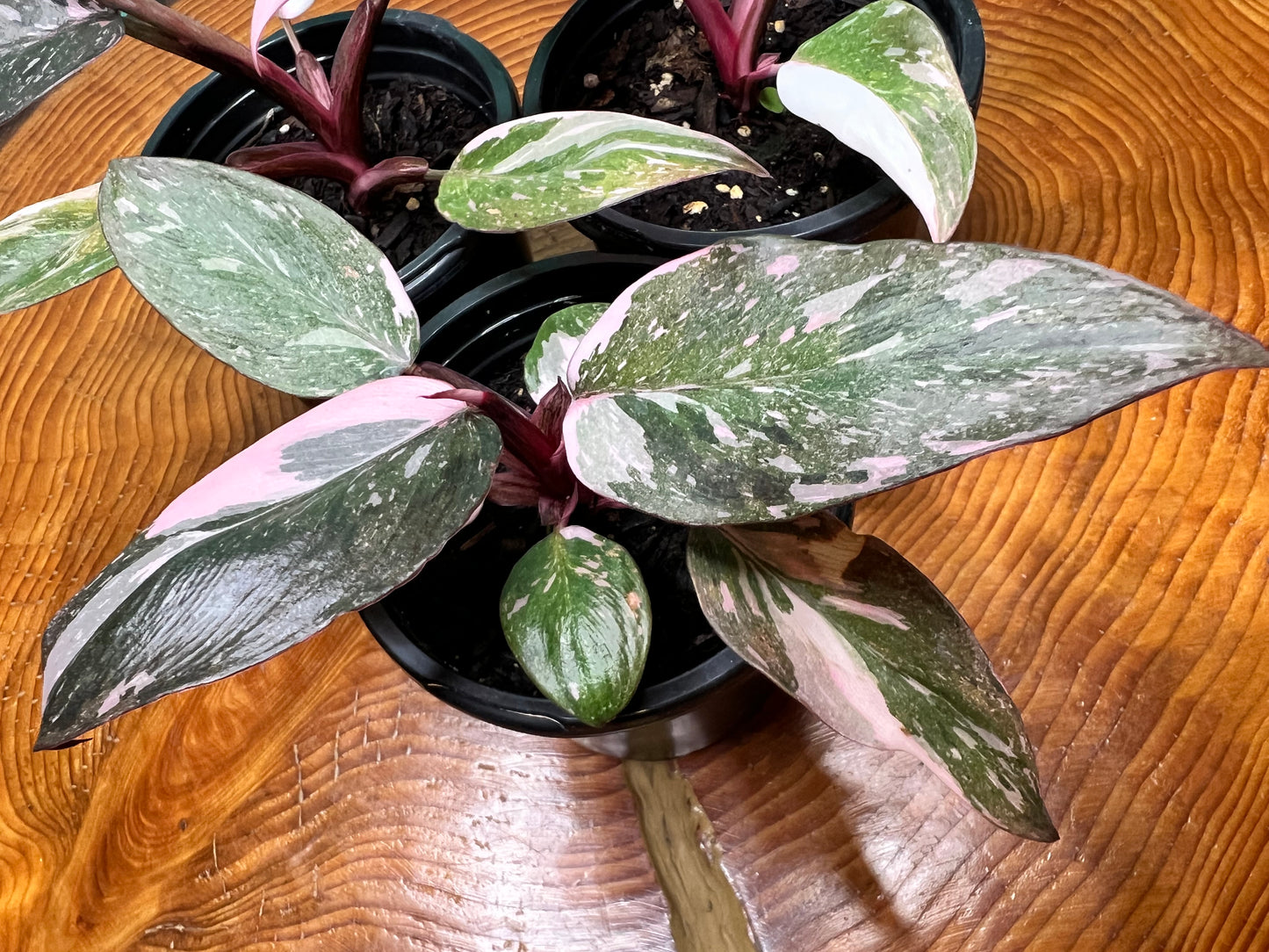 Philodendron Pink Marble Princess 4”