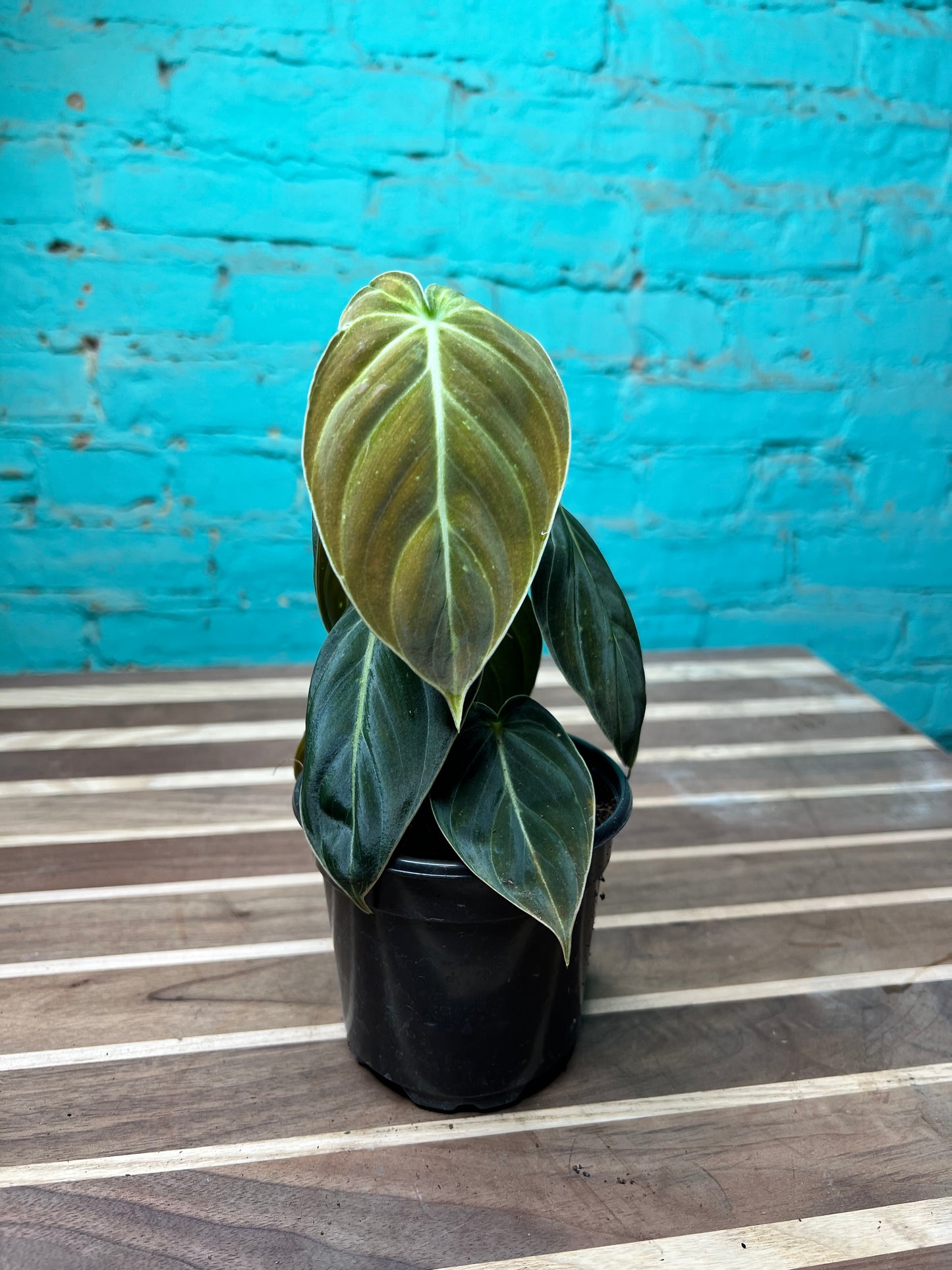 Philodendron Melanochrysum 4”