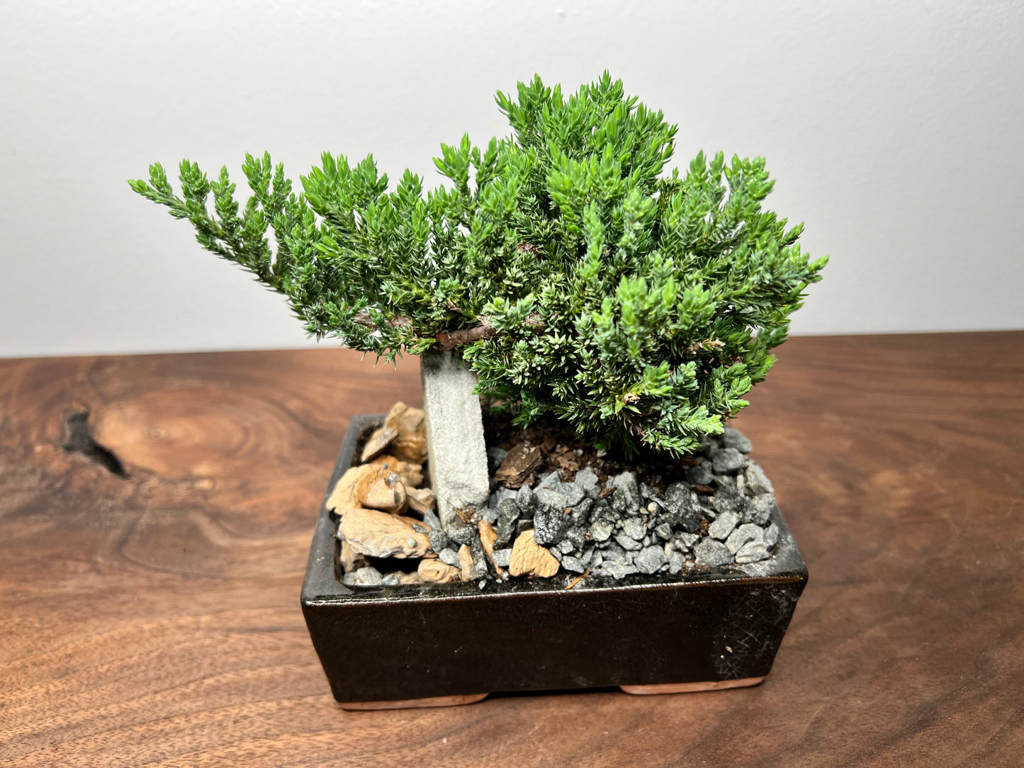 Bonsai tree 6”