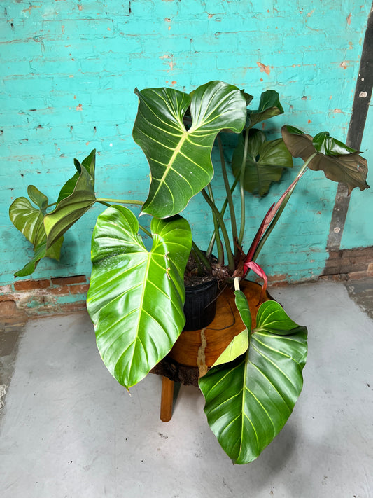 Philodendron Summer Glory 10”