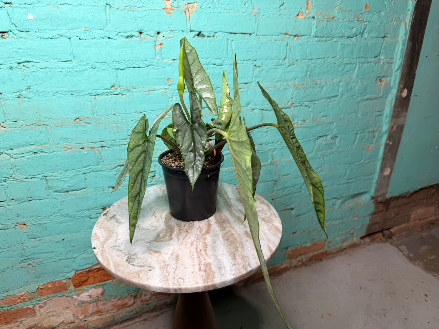 Alocasia Heterophylla ‘Dragons Breath’ 6”
