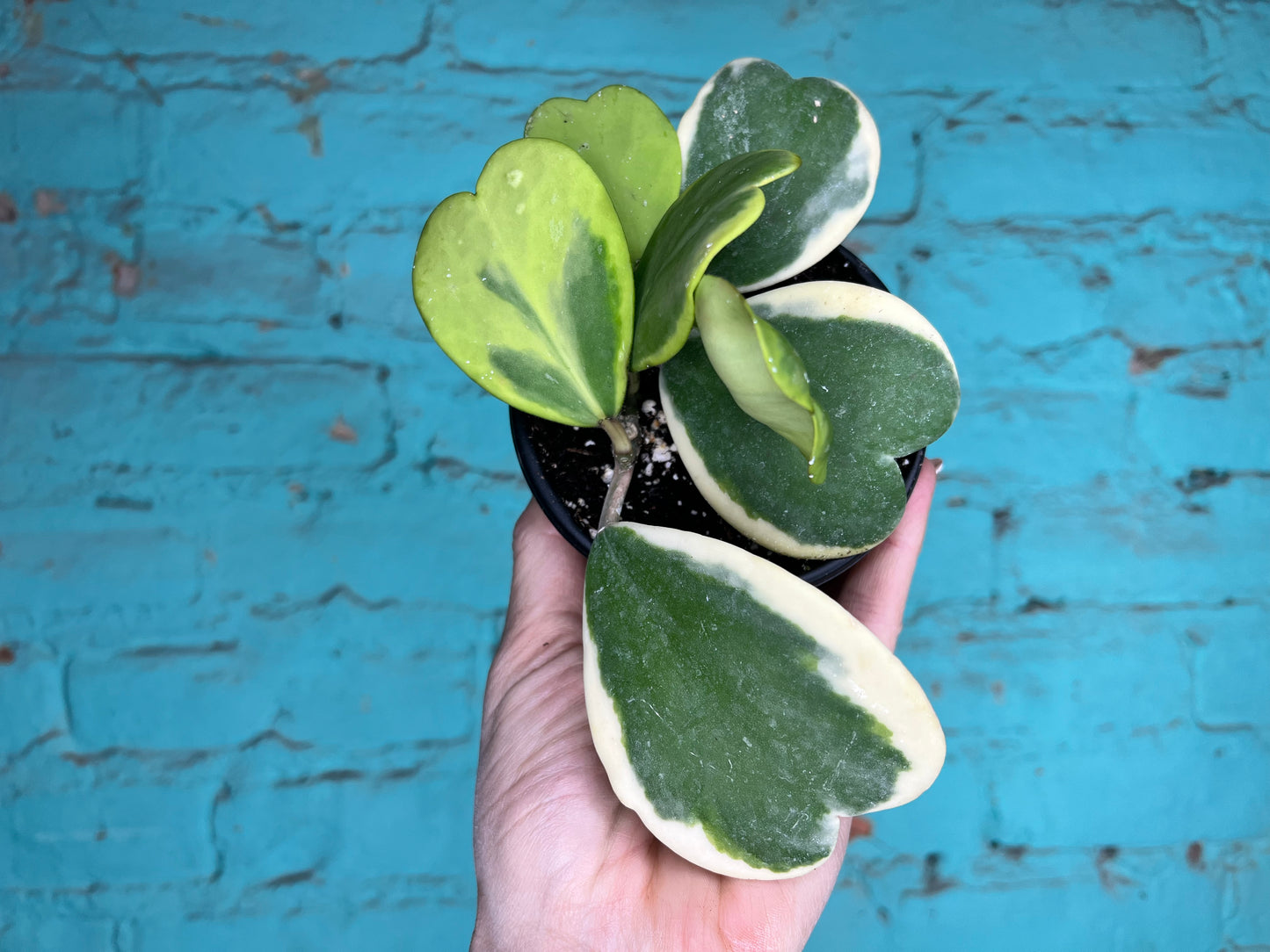 Hoya Kerrii Heart Albo (Rope)