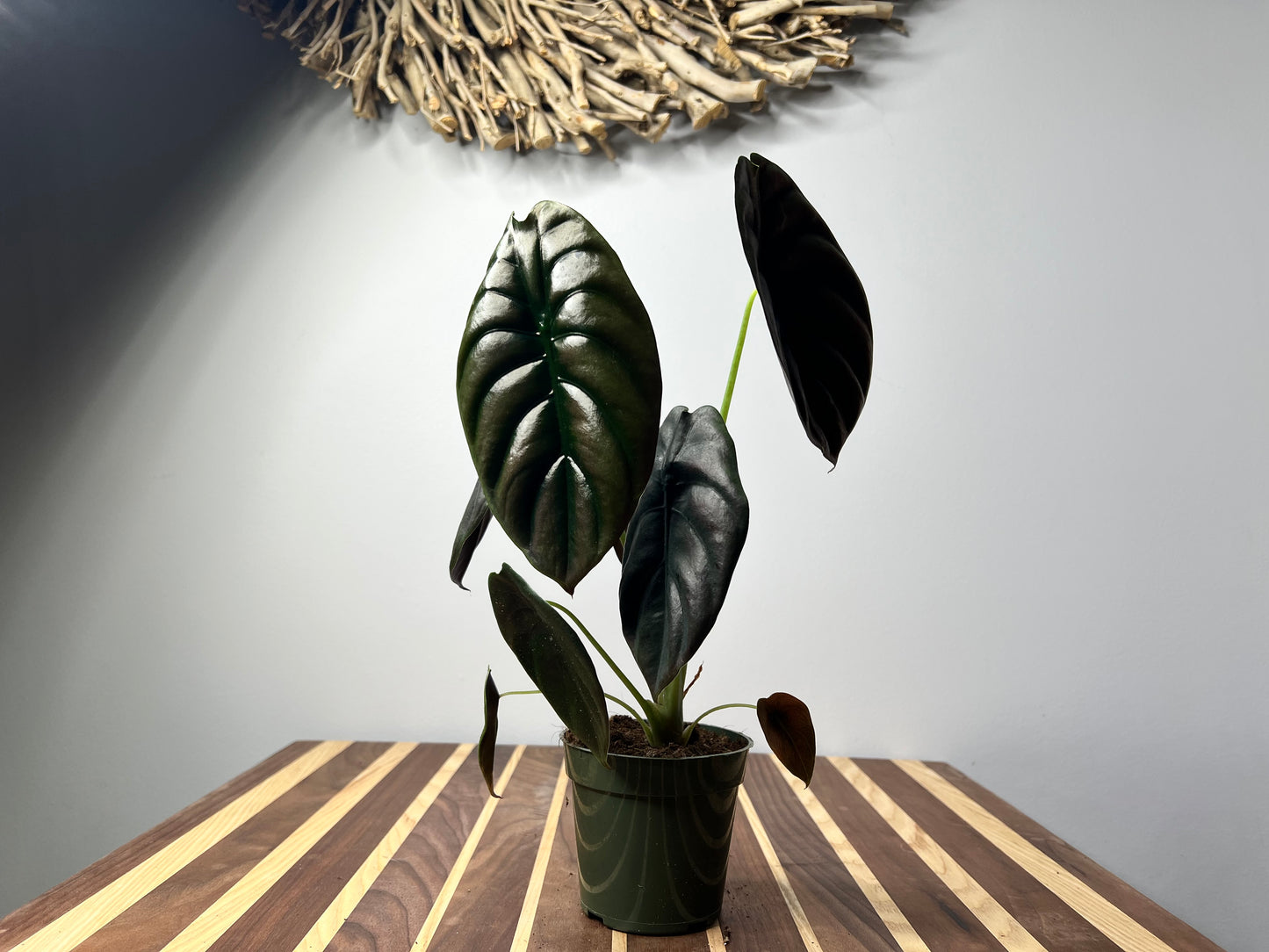 Alocasia Cuprea