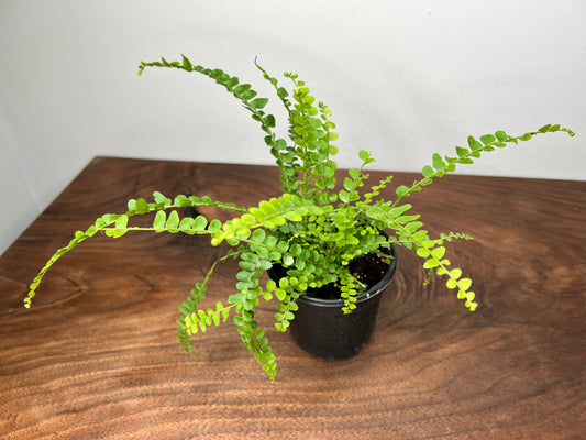 Lemon Button Fern 4”