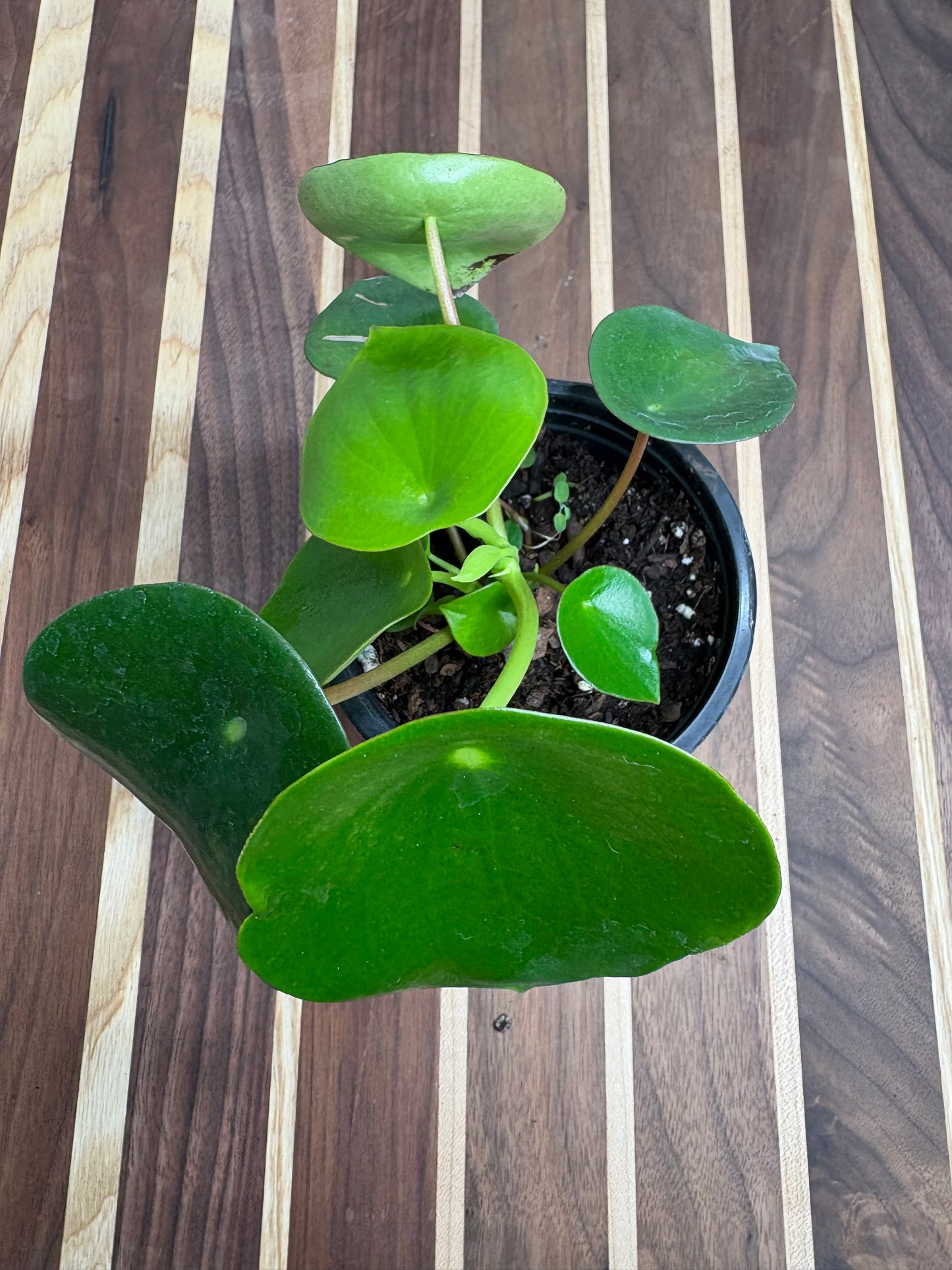 Peperomia Raindrop