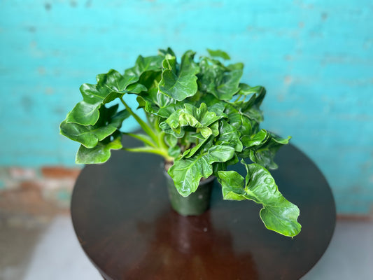 Philodendron Selloum (Hope) 4”