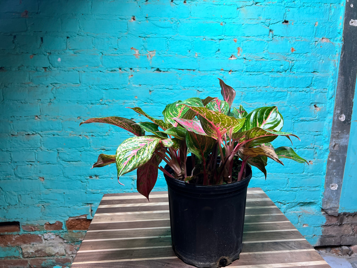 Aglaonema Valentine 10”