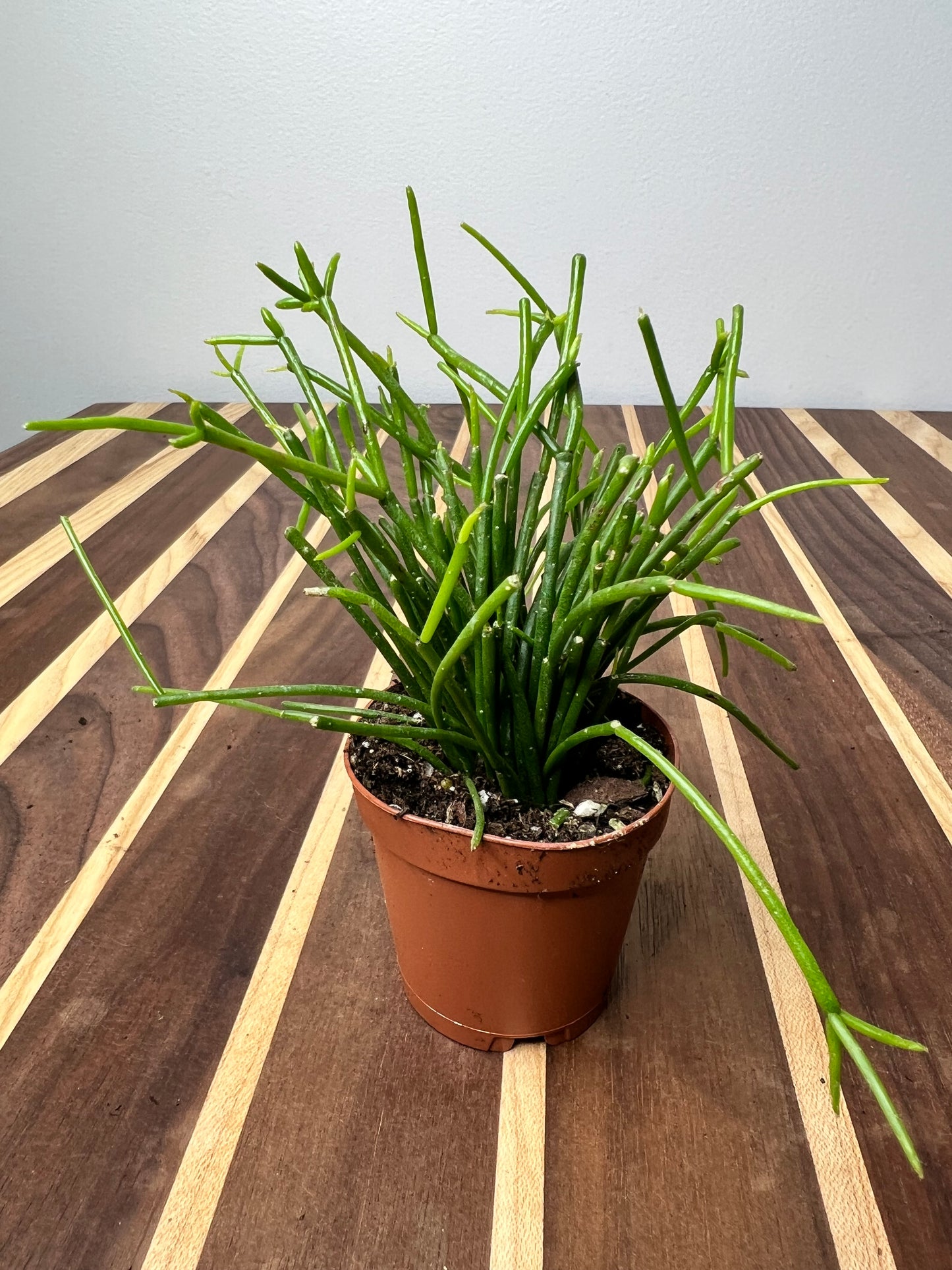 Rhipsalis (Mistletoe Cactus) 2”