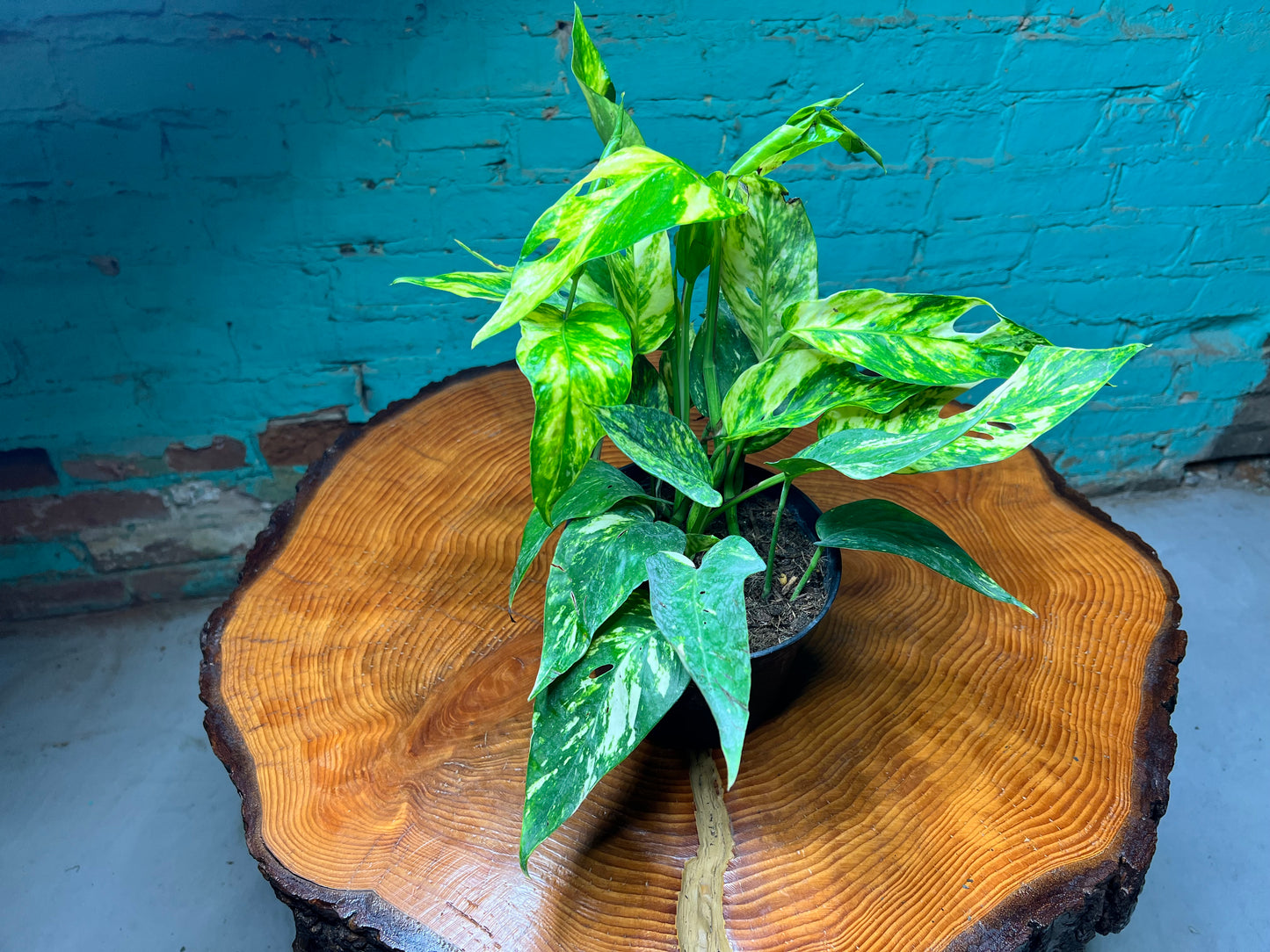 Epipremnum Yellow Sunrise 6”