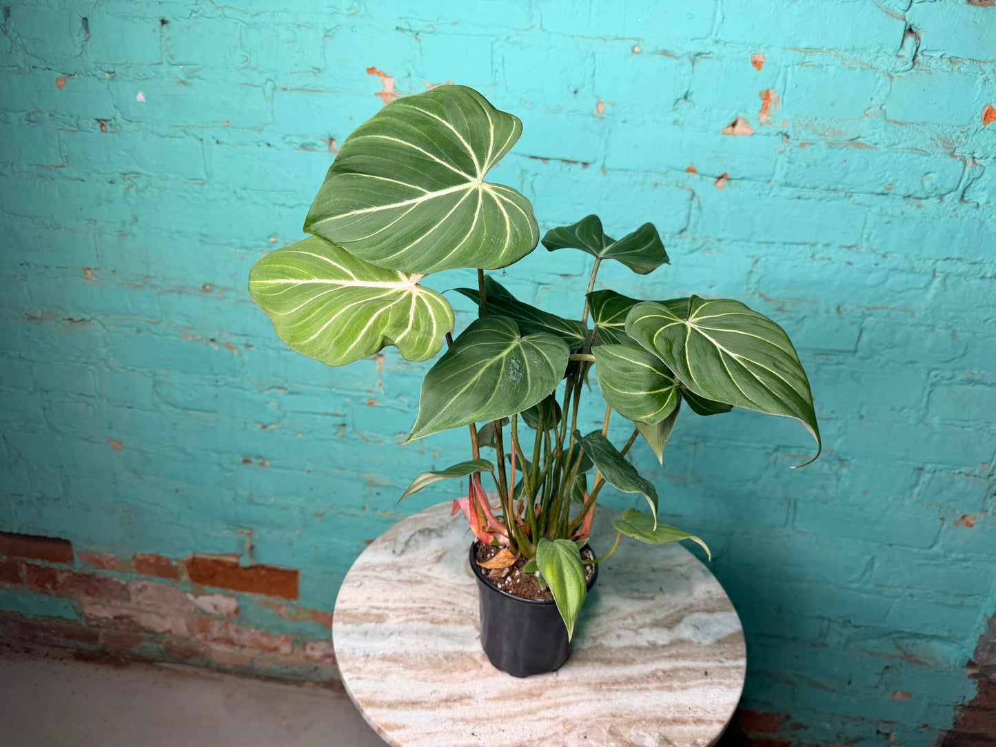 Philodendron Gloriosum 4”