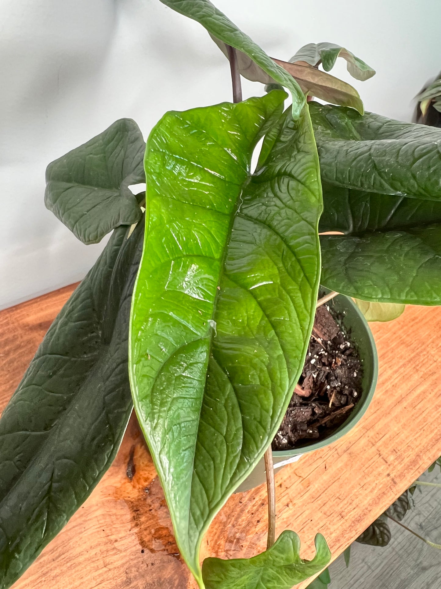 Alocasia scalprum 6”