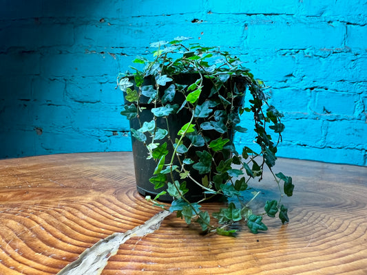 String of Frogs- oak leaves 4”