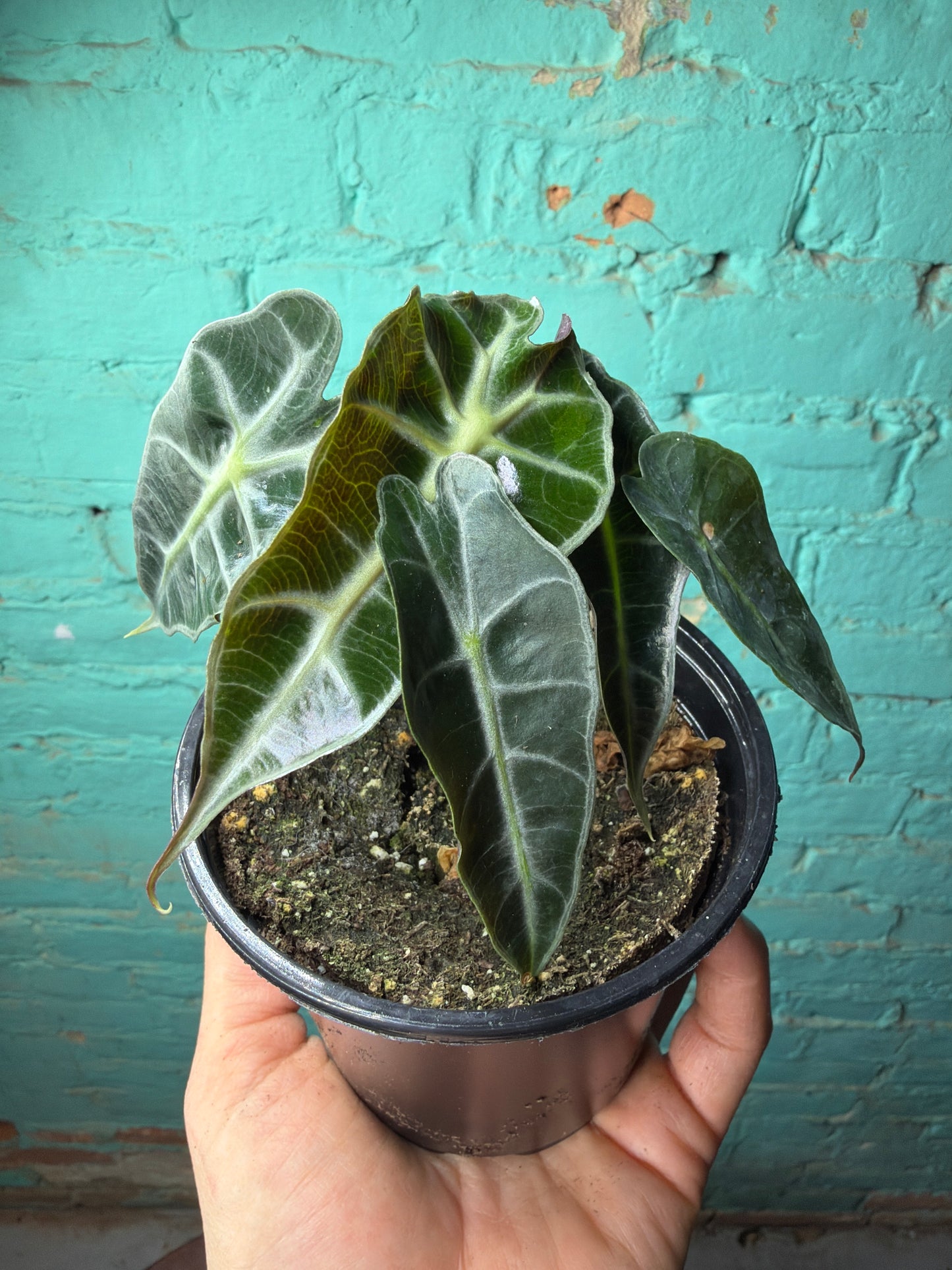 Alocasia Polly 4”