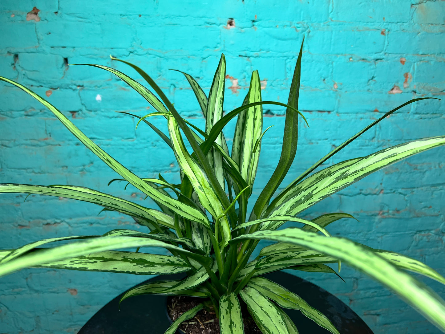 Aglaonema Cutless 6”