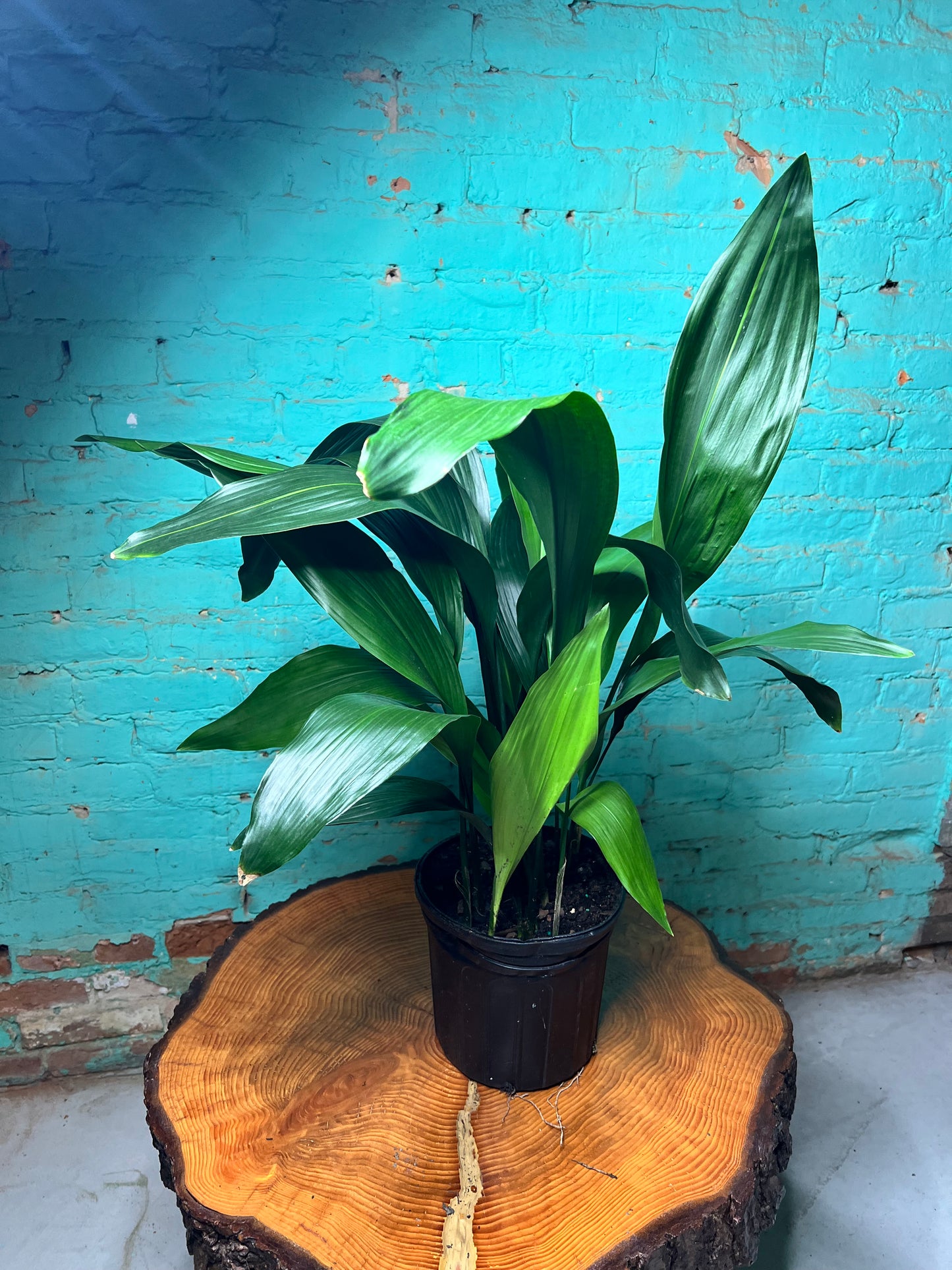 Cast Iron Plant 8”