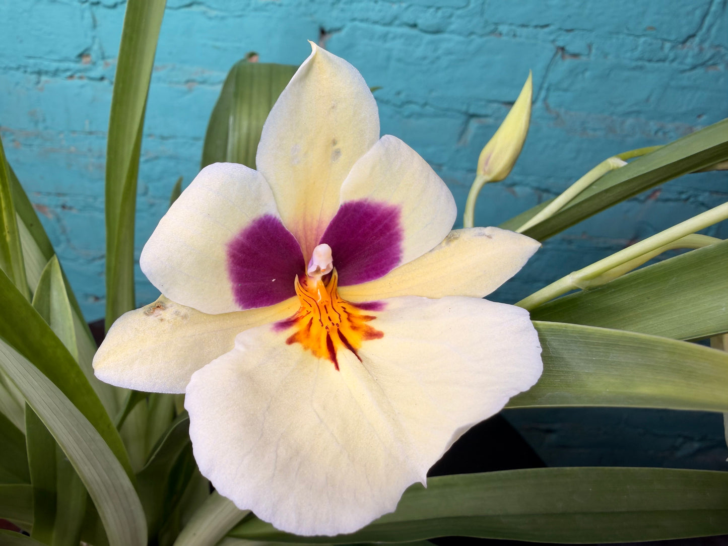 Kaila Quintal (Willlam Hammel x roazill)