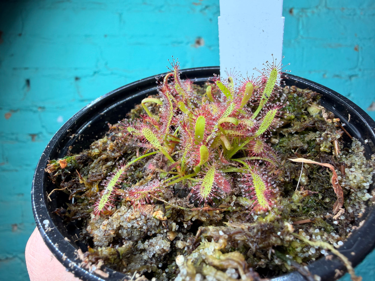 Carnivorous- Cape Sundew