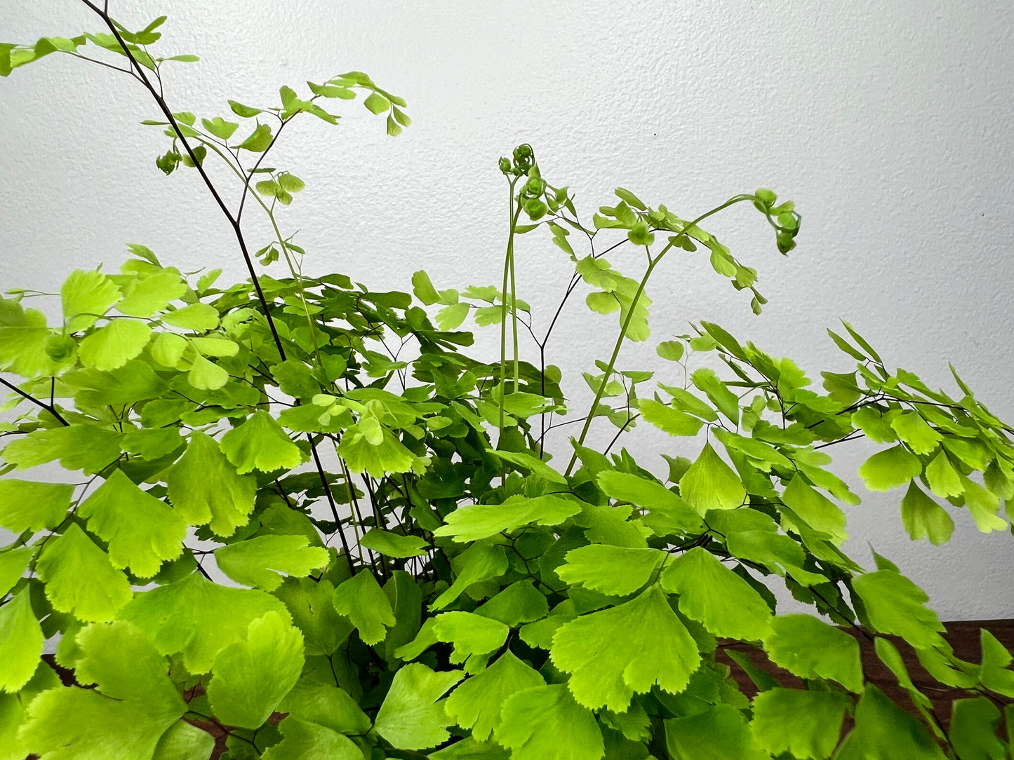 Fern Maidenhair- Misty Cloud