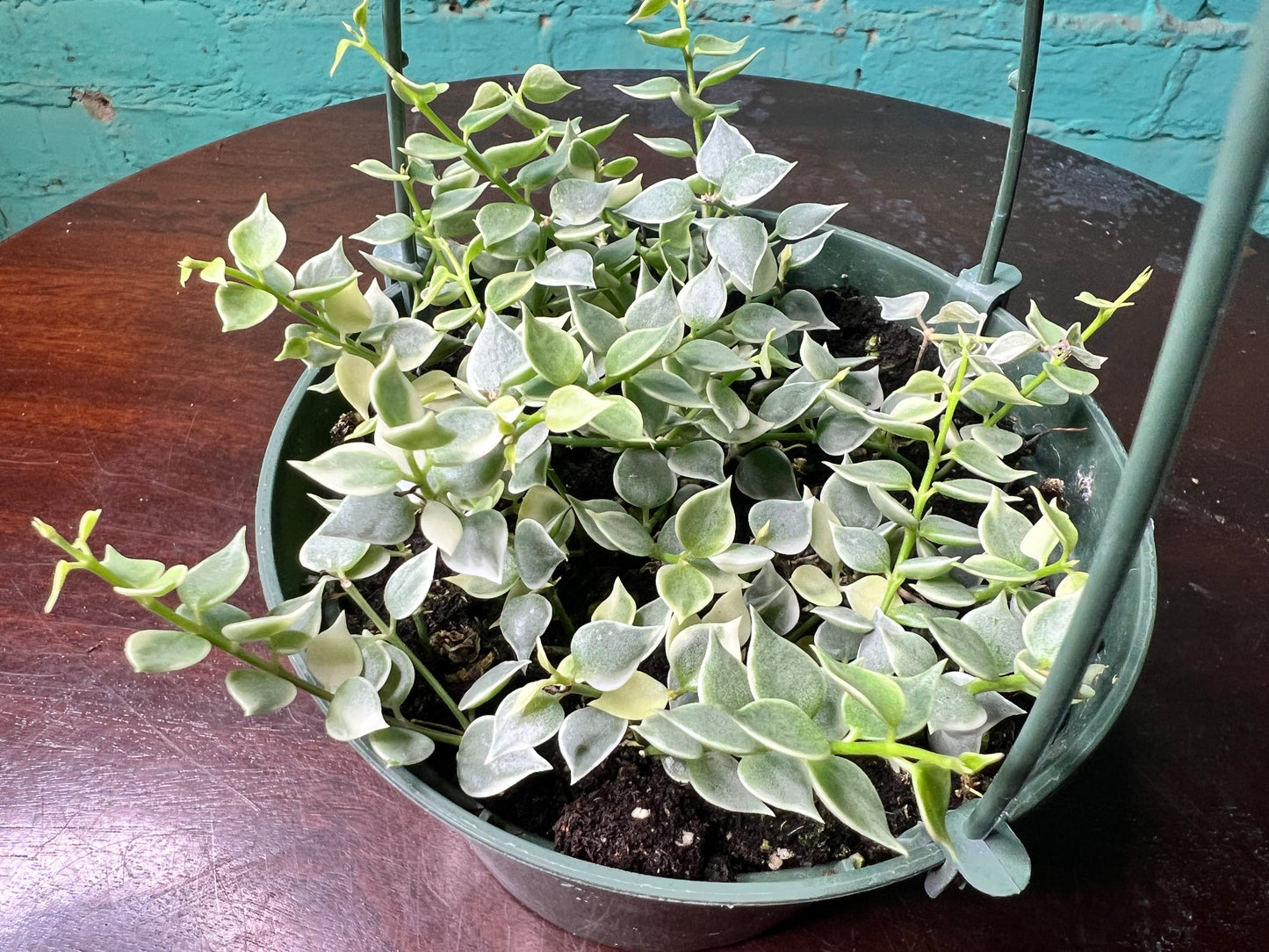 Dischidia ruscifolia -Million Hearts 5”