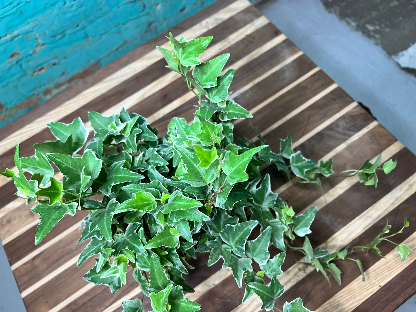 Variegated Ivy 6”