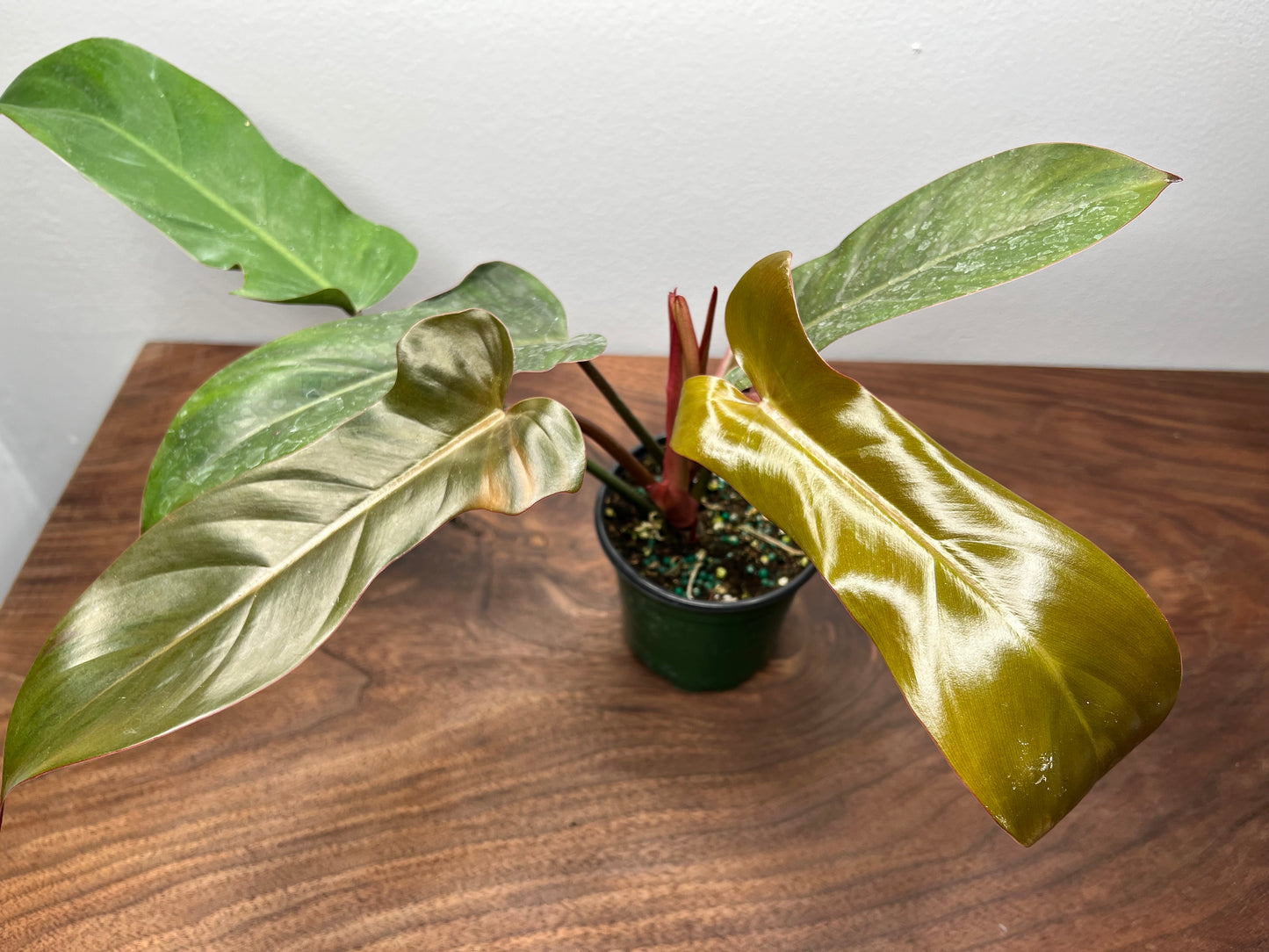 Philodendron Florida Bronze