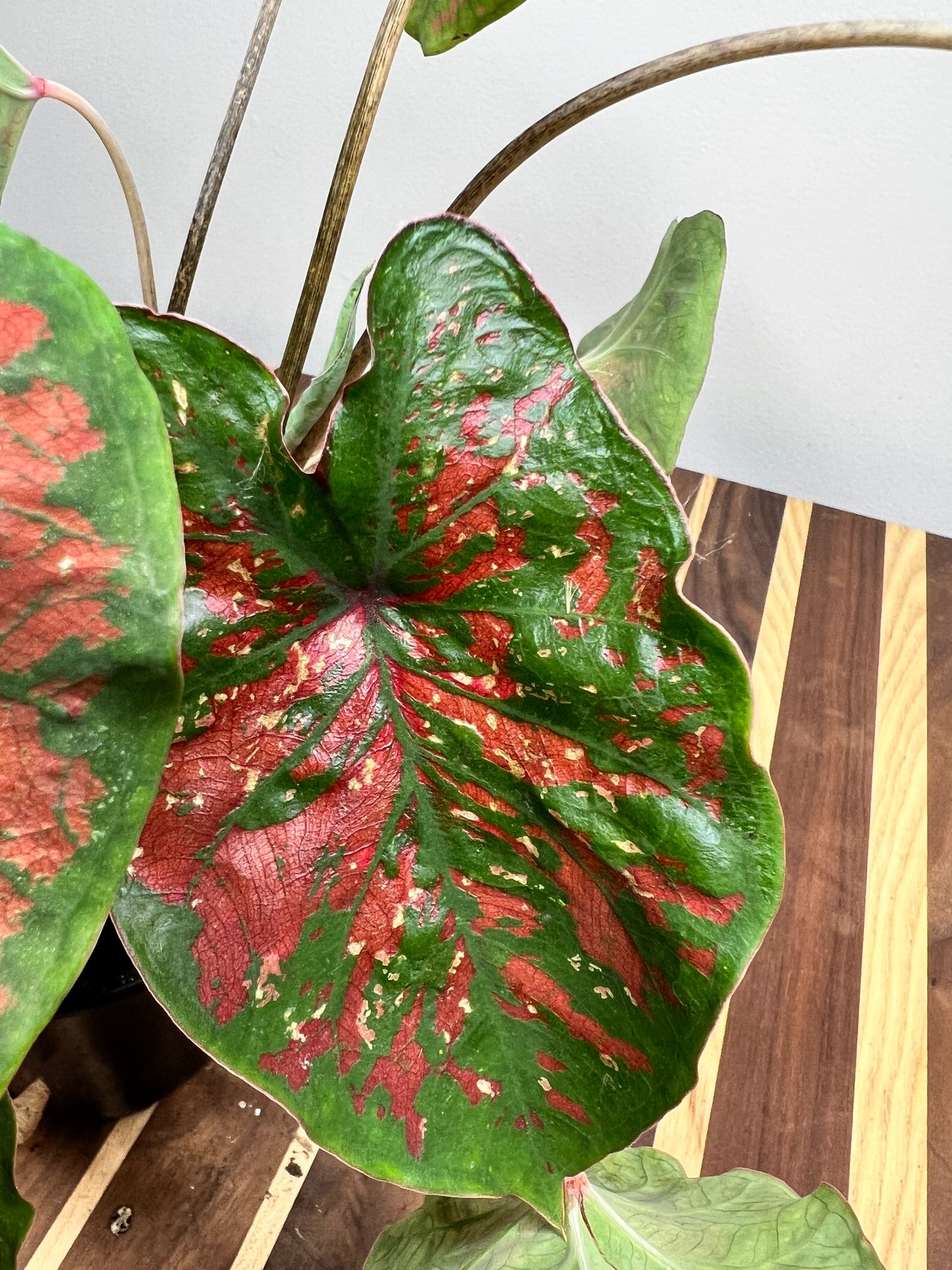Caladiums Freckles 4”