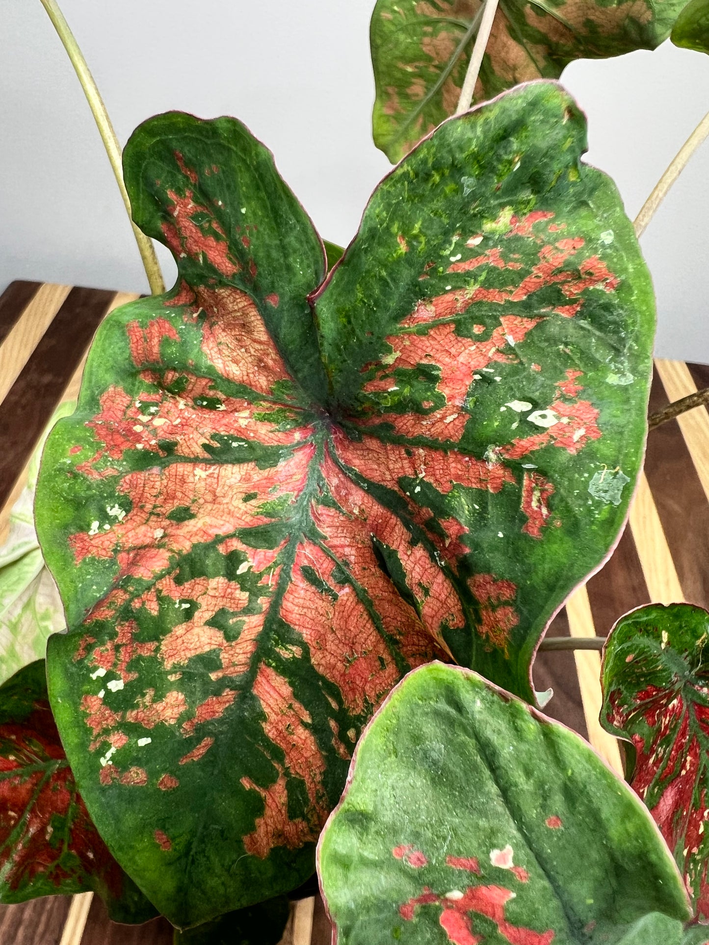 Caladiums Freckles 4”