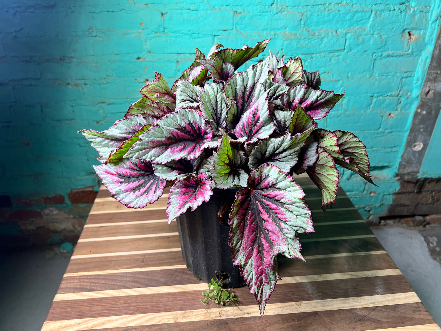Rex begonia 10”
