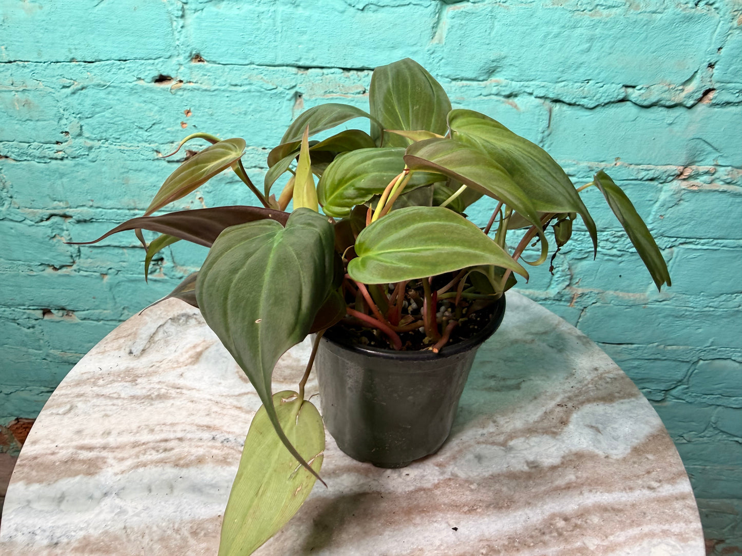 Philodendron Mican 4”