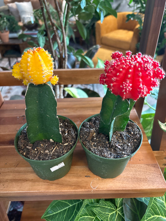 Moon Cactus