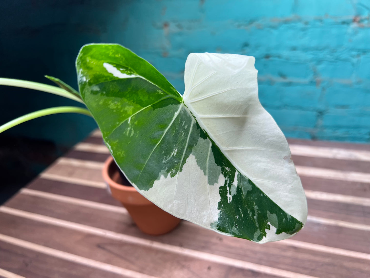 Alocasia-Macrorrhizos Appaloosa Gold