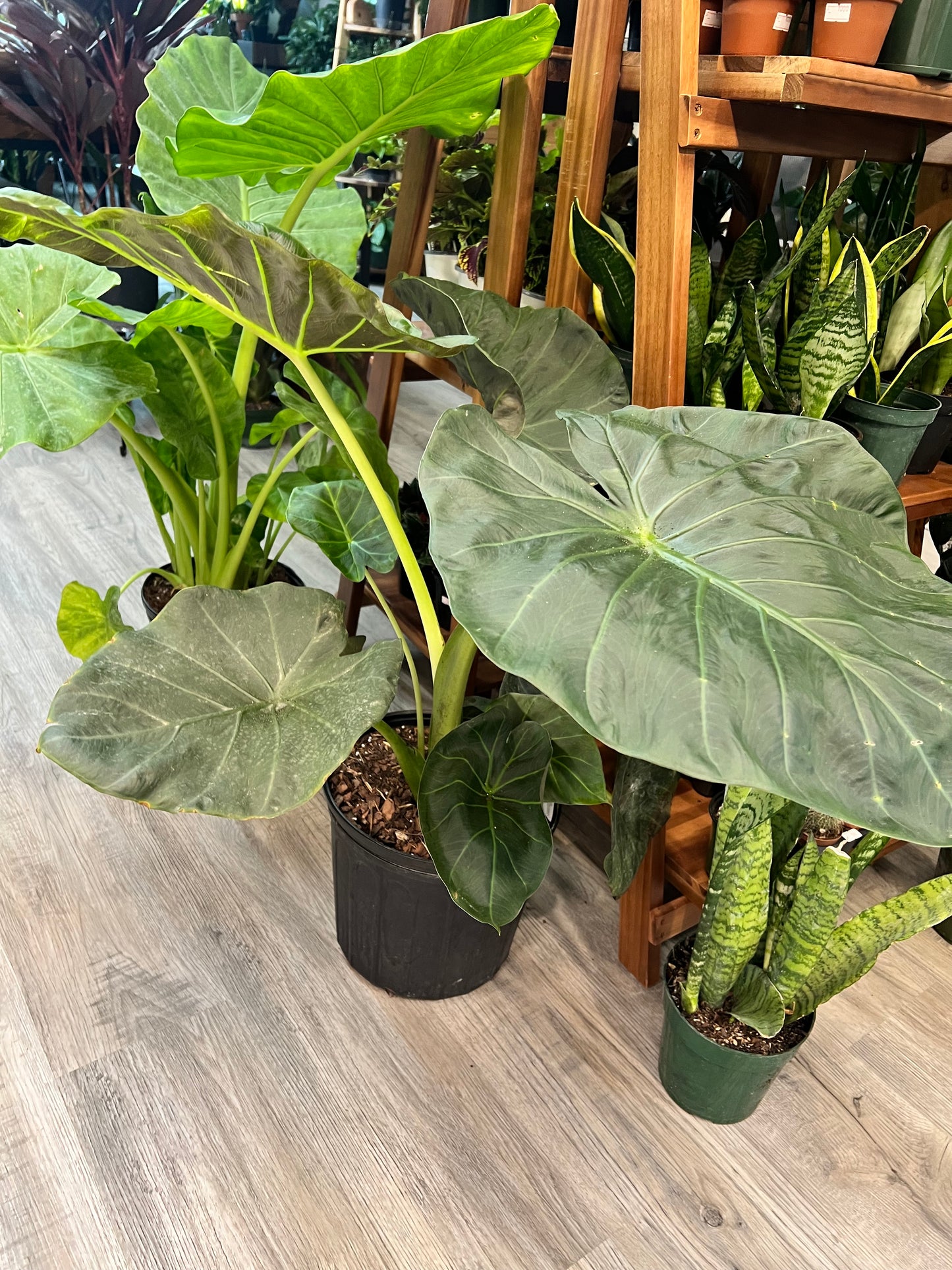 Alocasia Calidora 10”