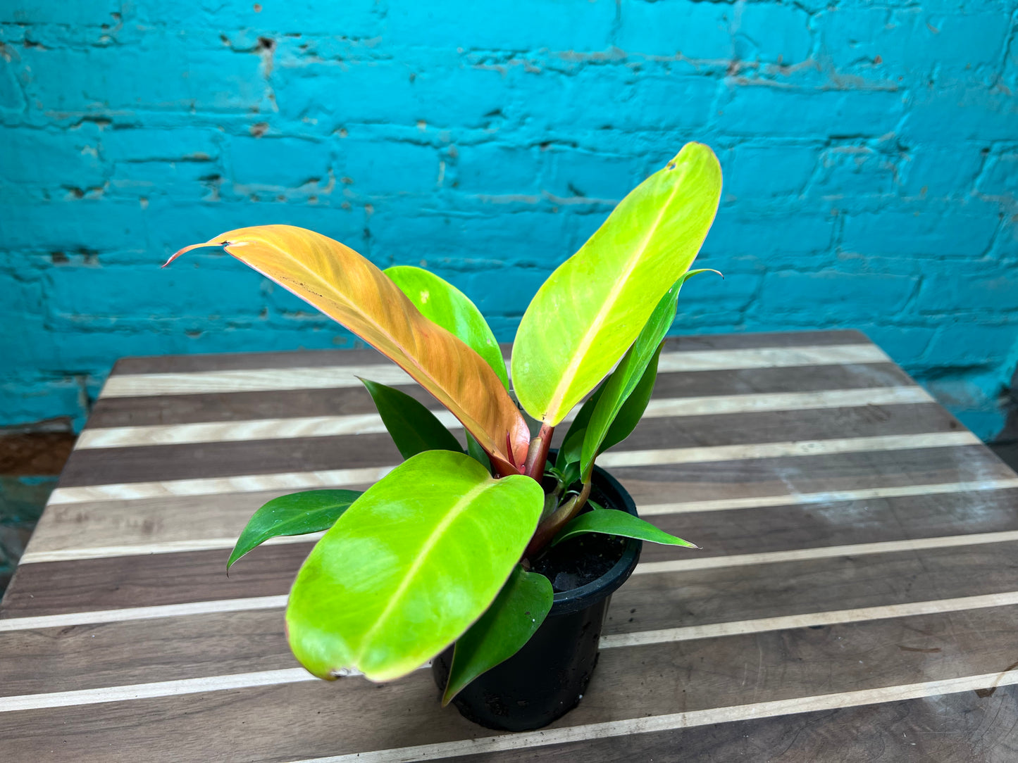 Philodendron Prince Of Orange 4”