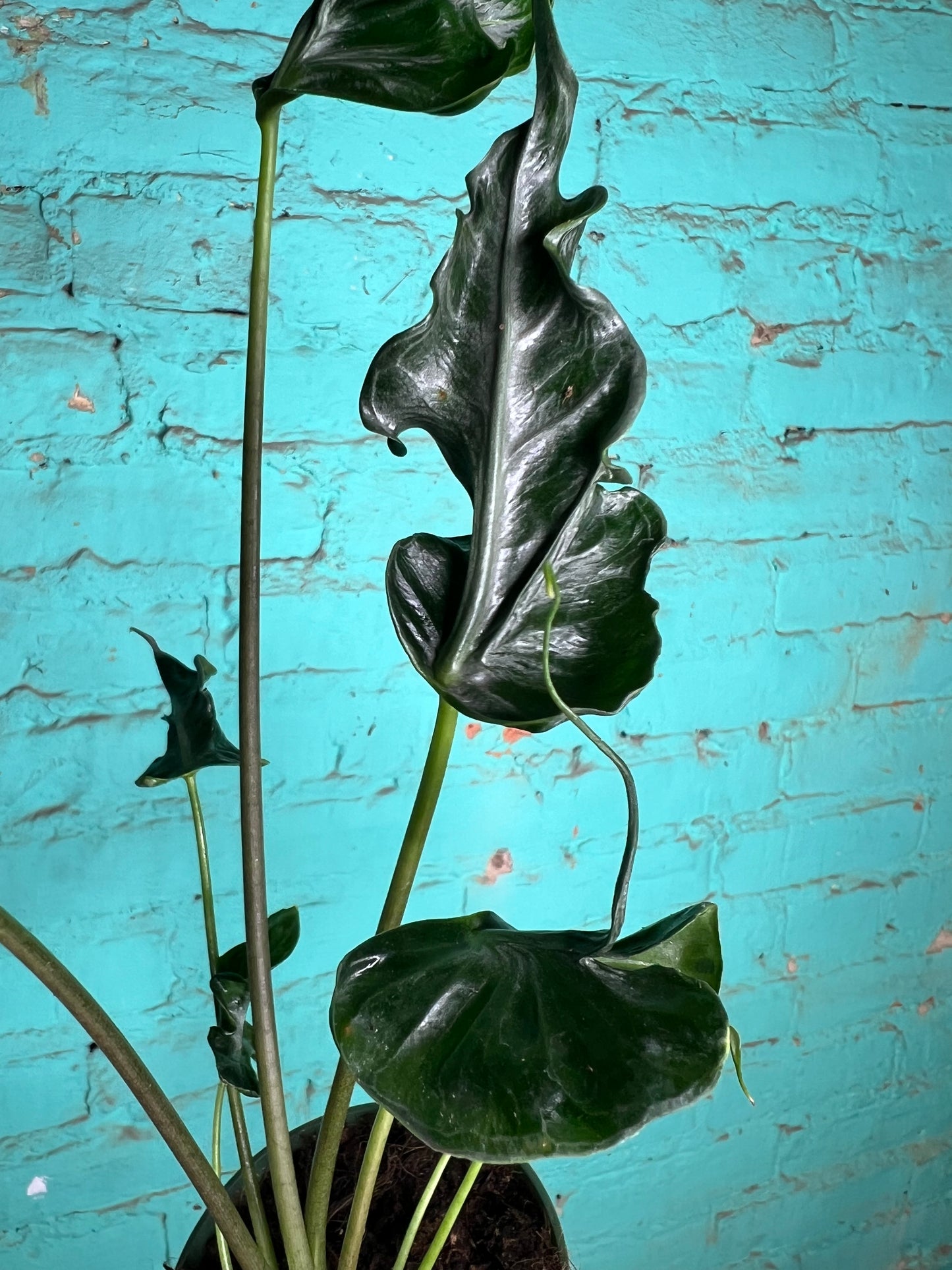 Alocasia Teletubble 4”