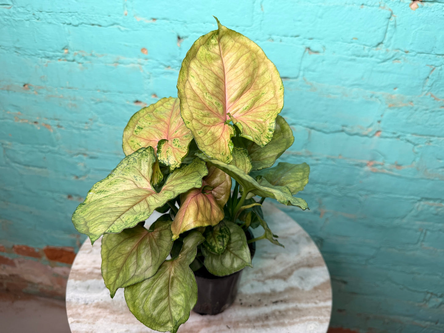 Syngonium ‘Neon Robusta’