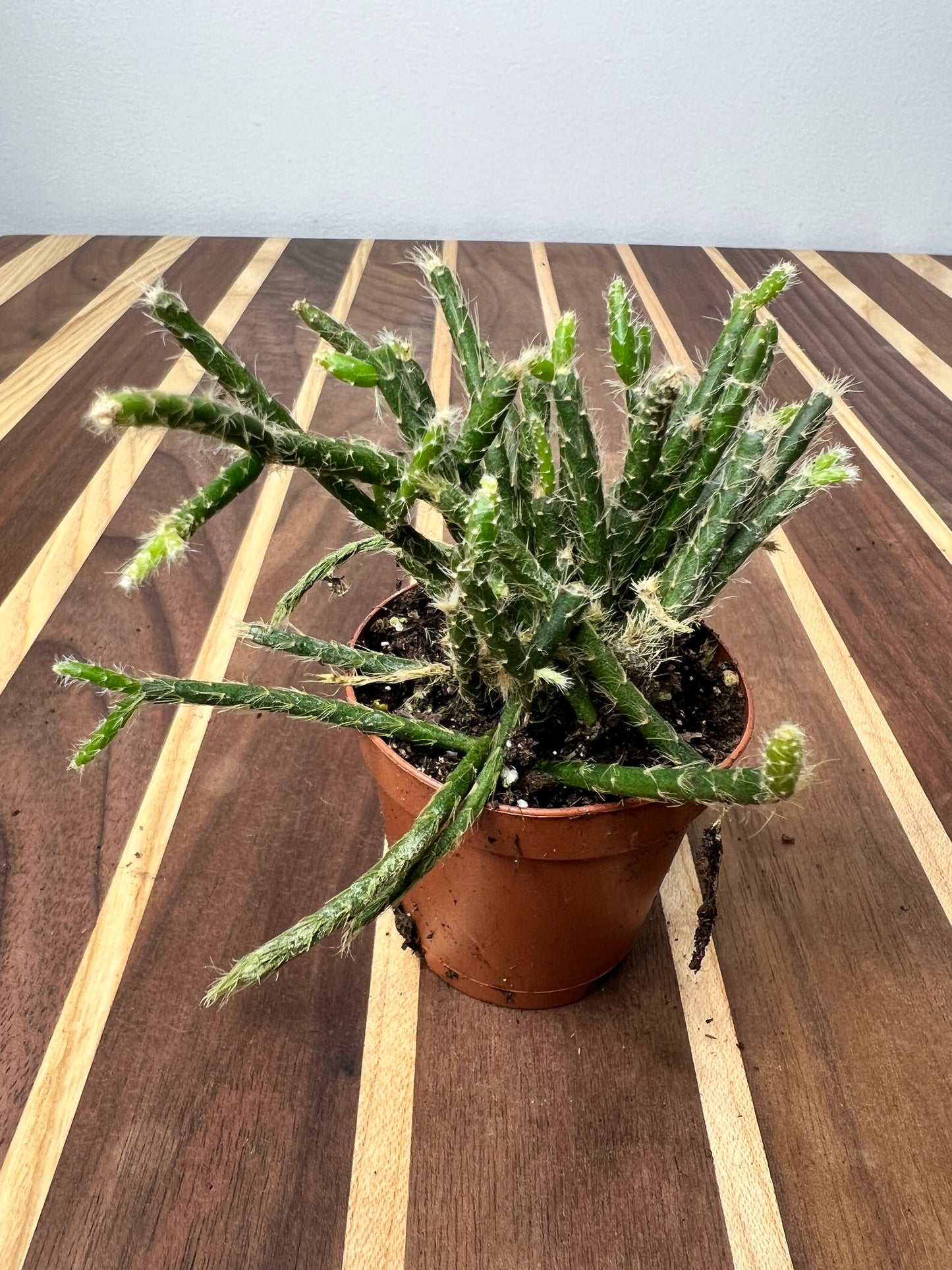 Rhipsalis (Mistletoe Cactus) 2”