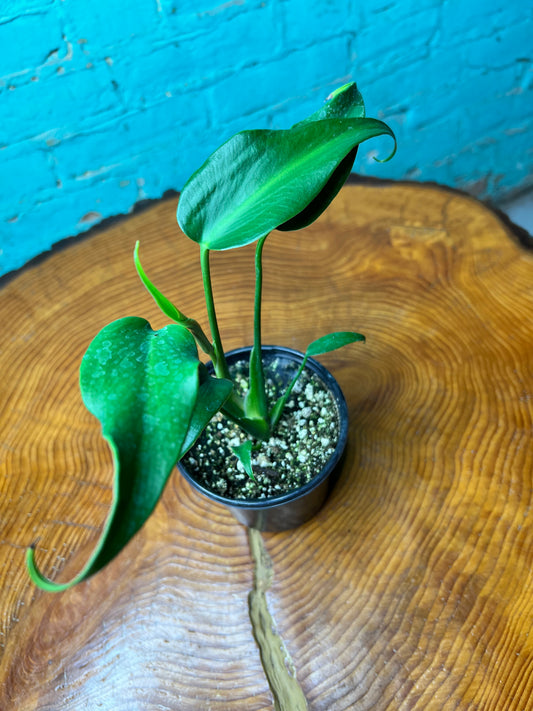 Monstera Burle Marx Flame 4”